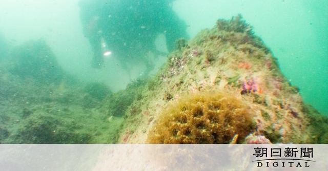 山形沖で造礁サンゴ発見、北限は80キロ北へ　低水温でも生息可能か：朝日新聞デジタル